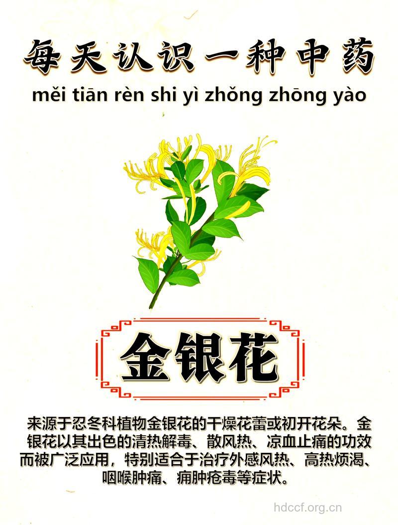 金银花前世今生知多少