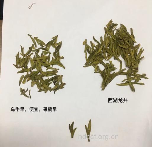你会识别药茶的好坏吗？