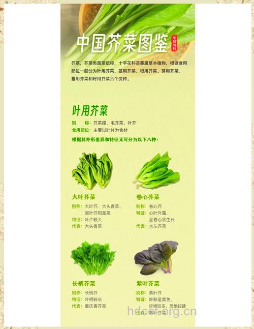 芥菜有什么营养价值