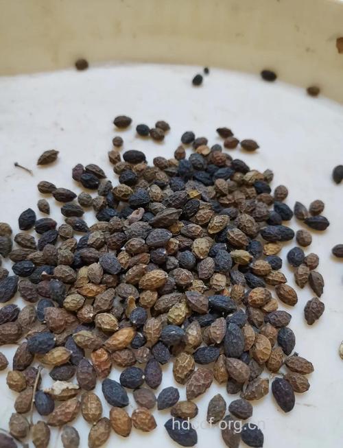 什么是饮片？常见的饮片有哪些