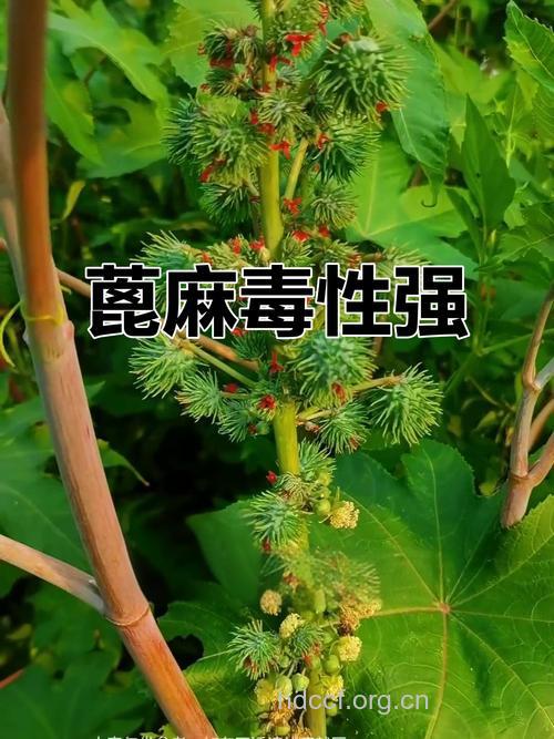 小心:食用蓖麻子中毒