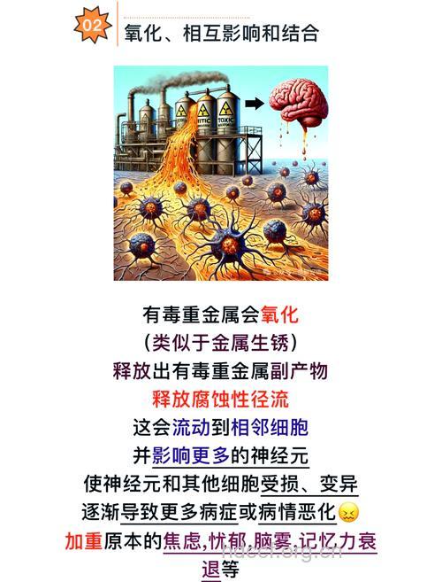 重金属可影响性功能