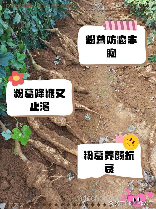 葛根粉可以丰胸吗 效果因人而异