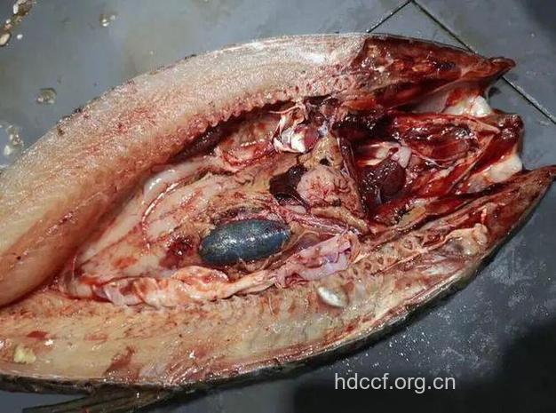 八旬老太吞服鱼胆,竟致肾衰