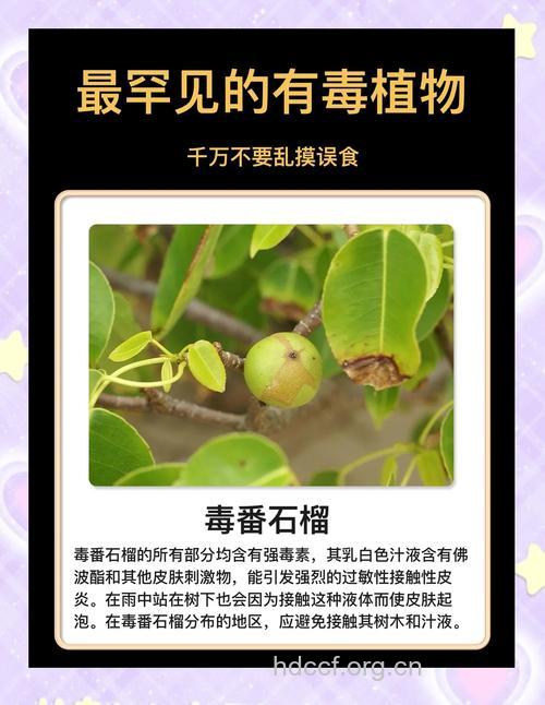 预防误食有毒植物