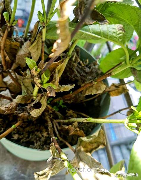 养花不对 小心引起慢性中毒