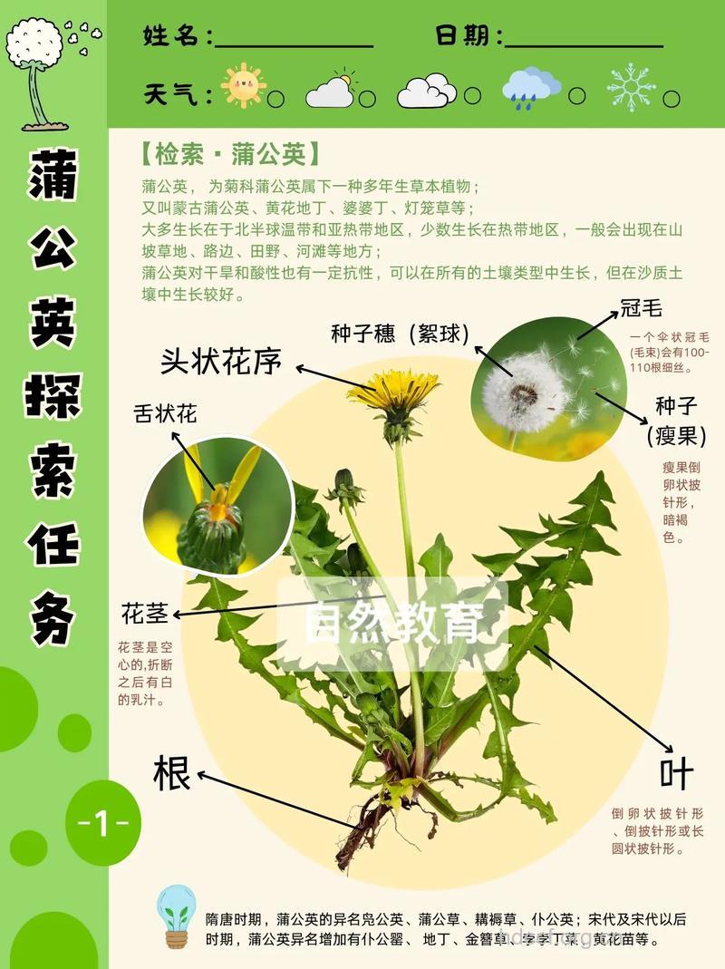 蒲公英能治雀斑吗 蒲公英治雀斑的方法