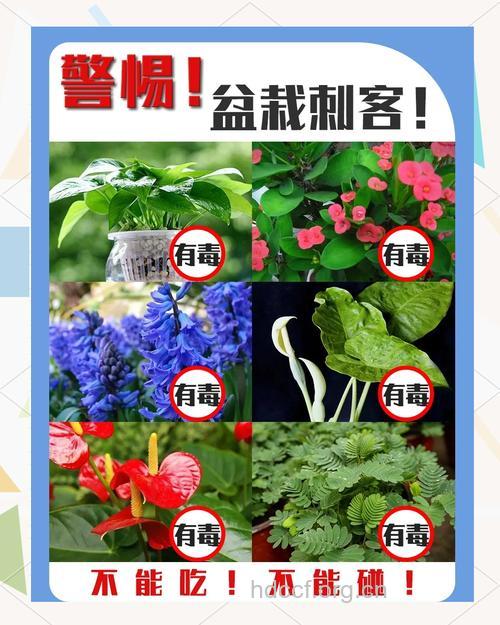 注意11种花可能导致中毒