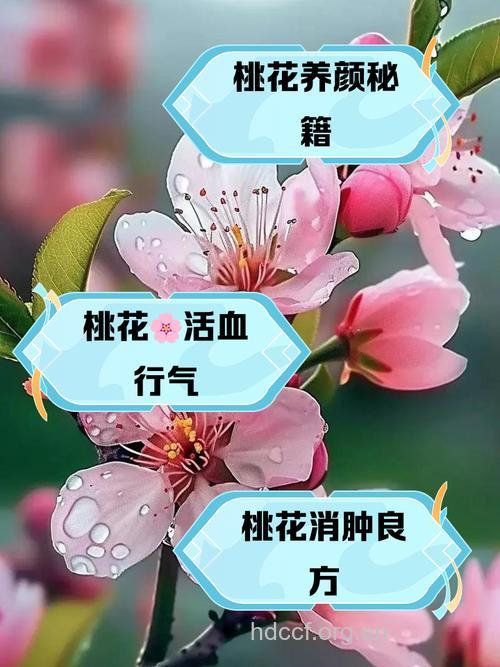 春季桃花正当时 妙用桃花能祛斑美容