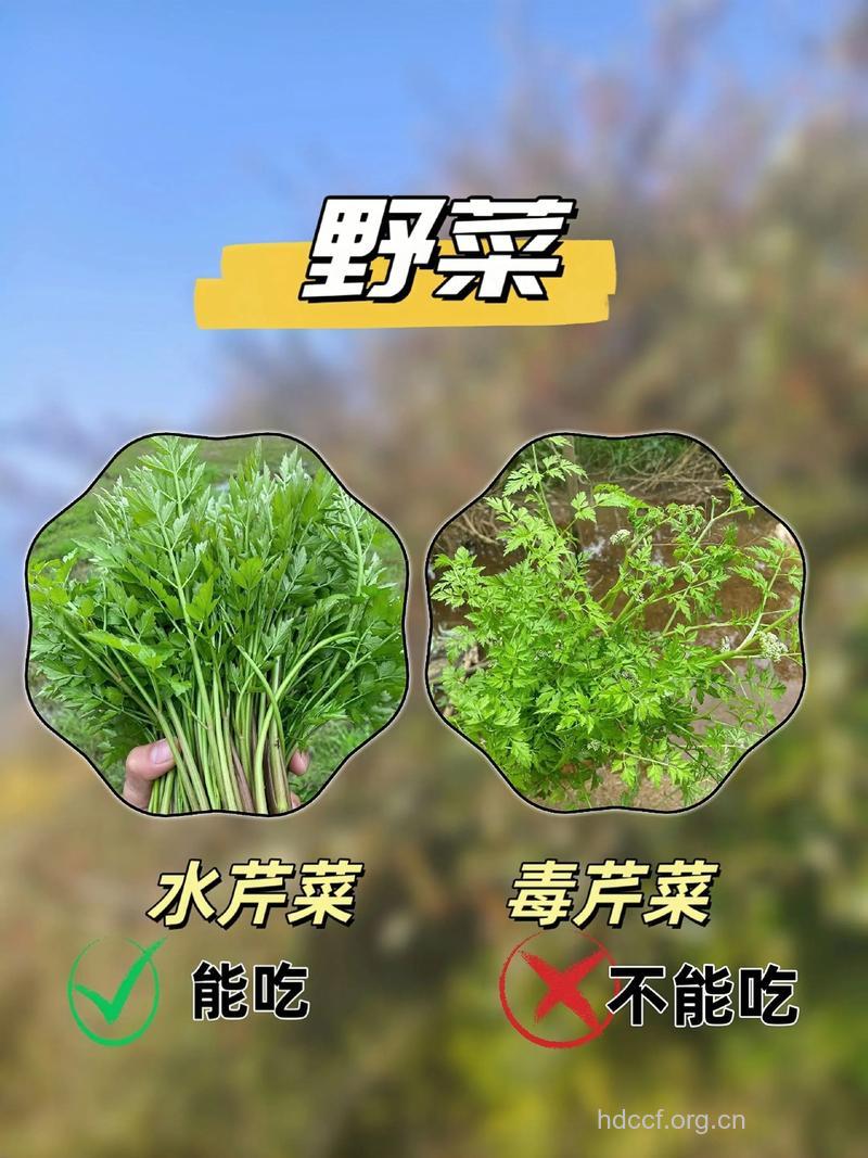 野芹菜中毒后的表现及急救