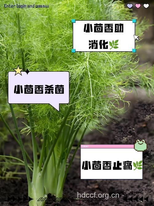 大小茴香有什么营养价值?