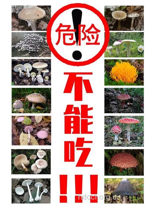 路边的蘑菇,你不要随便采摘