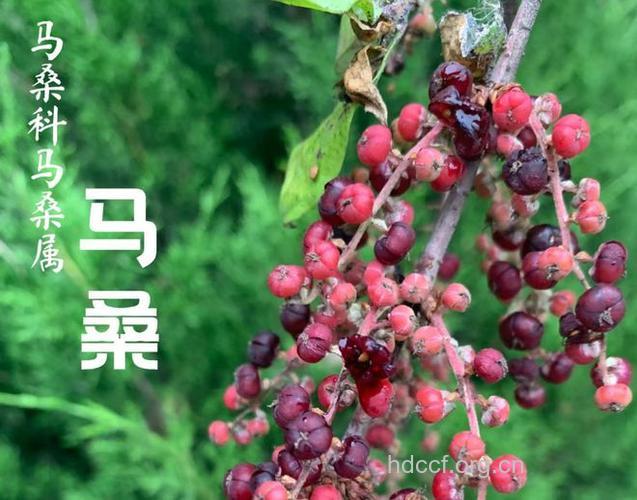 马桑果中毒有什么发病特点