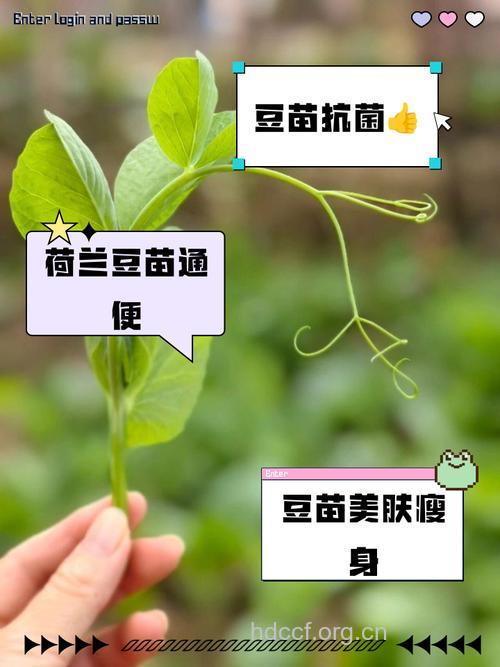 豌豆（豆苗、荷兰豆）有什么营养价值？