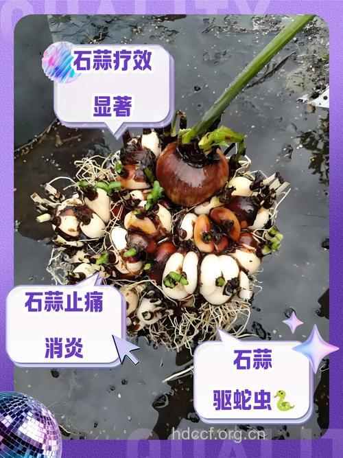 石蒜中毒如何急救