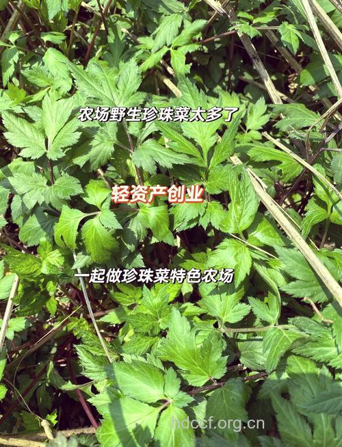 吃野芹菜为什么会导致中毒