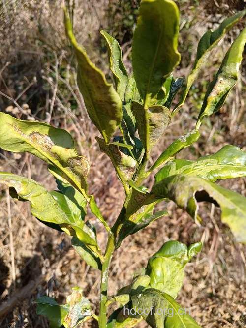 蔬菜农药中毒症状