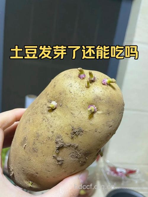 吃了发芽马铃薯为什么会中毒