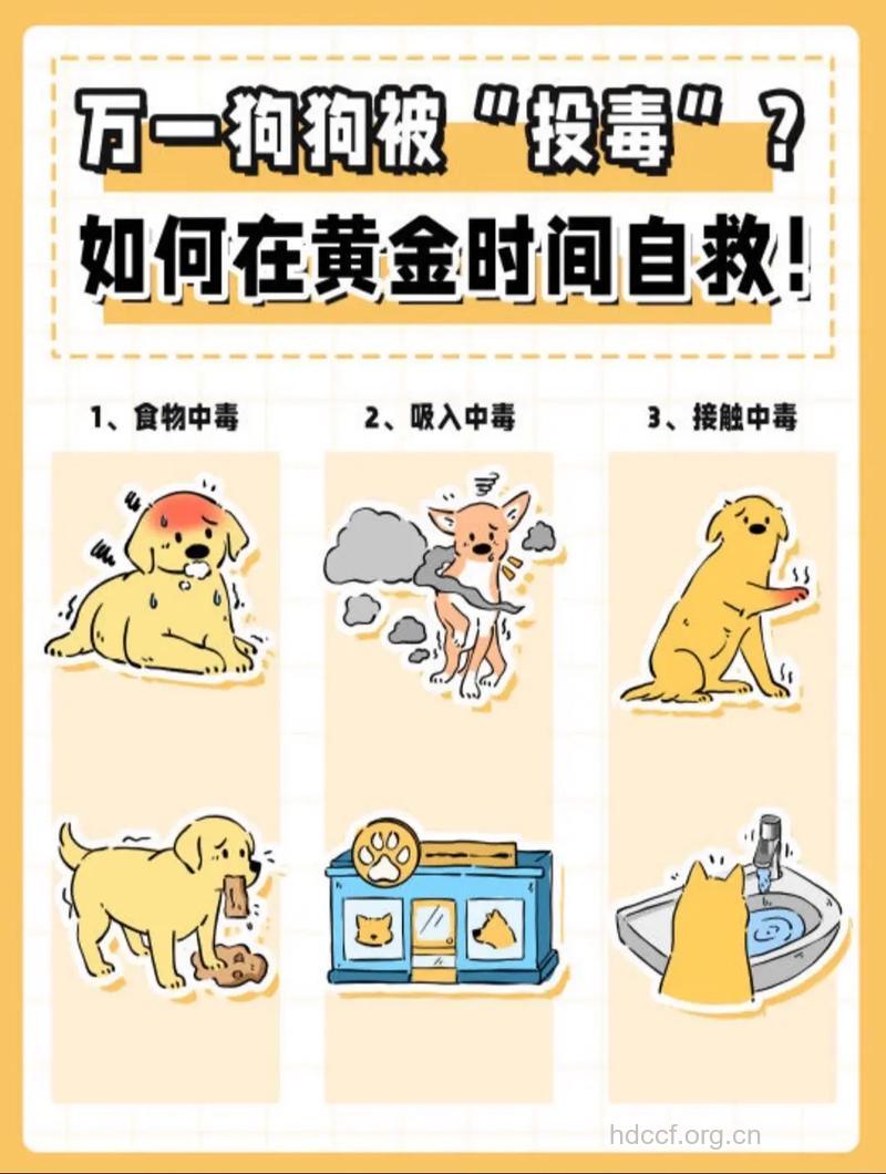 宠物犬中毒应该如何急救