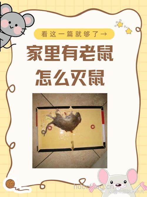 敌鼠有什么诊断要点