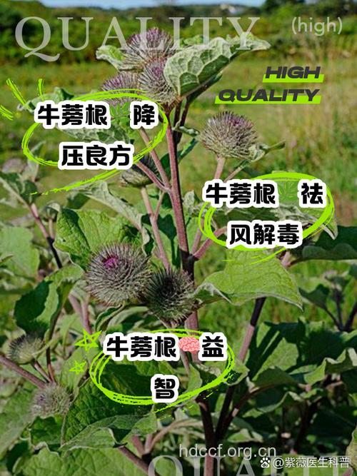 牛蒡茶的功效与作用