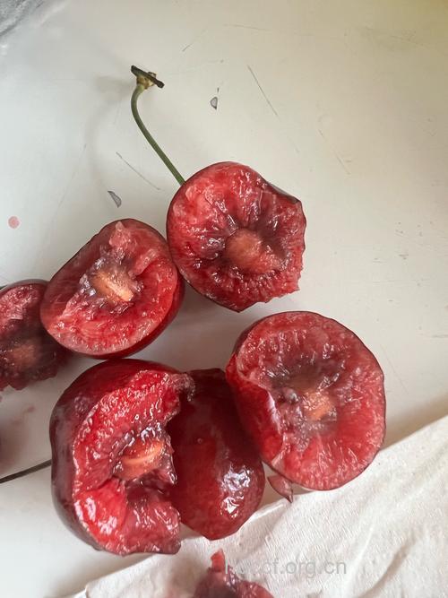 樱桃是美容果 内生蛆怎么办