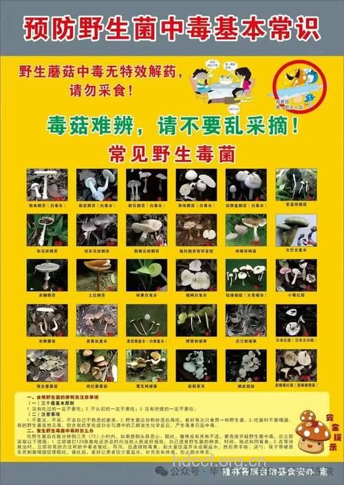 秋季警惕野蘑菇中毒