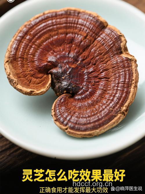 灵芝 冬天进补首选的药材