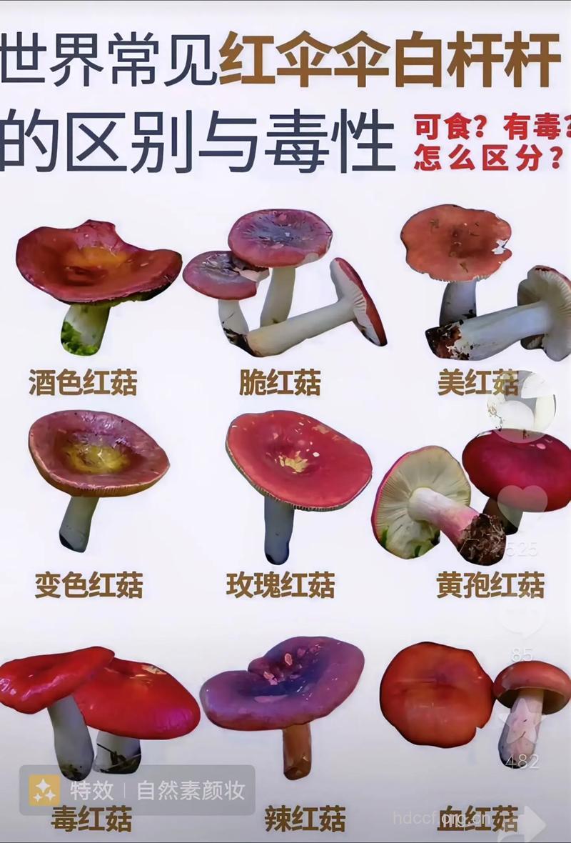 鲜艳蘑菇为何更容易中毒？