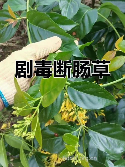 辨认断肠草防误食中毒