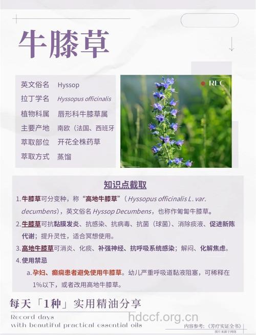 牛膝草的功效用途