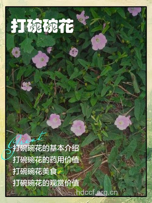 打破碗碗花的功效与营养价值