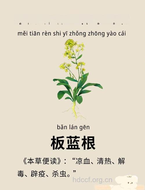 板蓝根的功效及副作用
