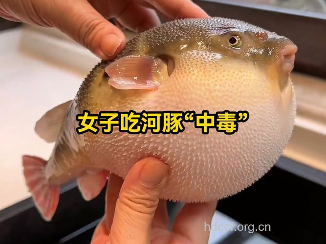 误食河豚中毒的注意症状