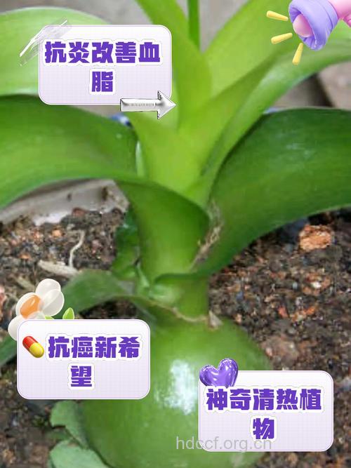 奇药万年青如何治牙痛