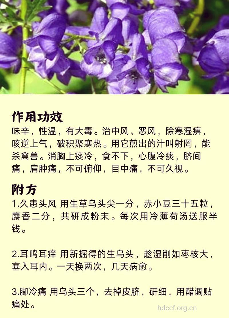 中药乌头的中毒症状及解救