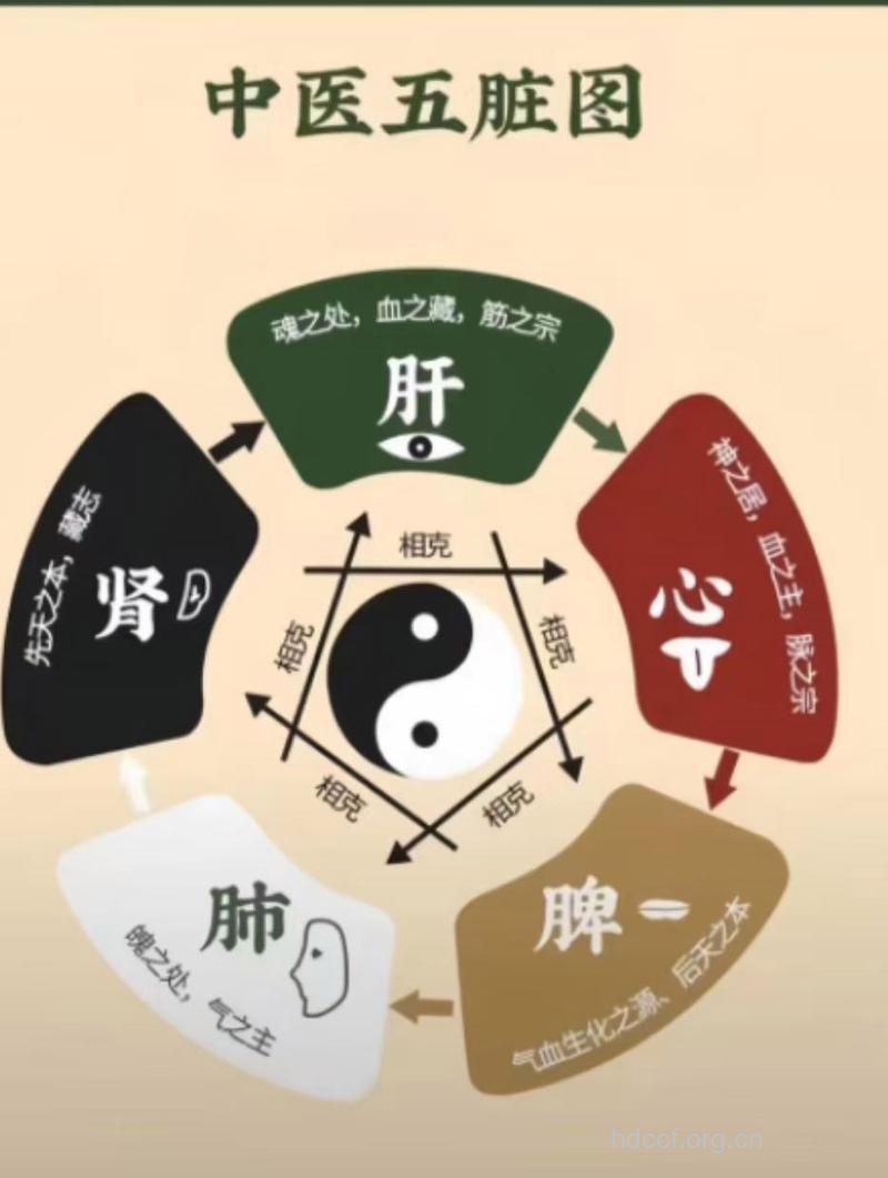中医五色养五脏理论