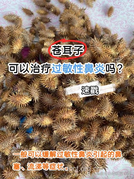 苍耳子中毒的症状表现