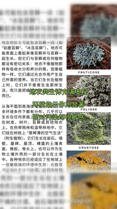 地衣的功效与吃法