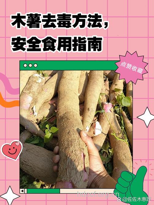 木薯小常识