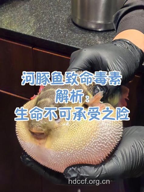 河豚中毒如何及时处理