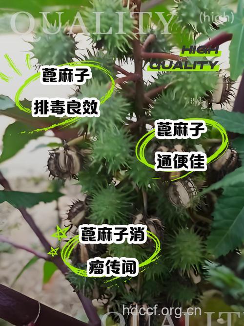 植物蓖麻子需小心