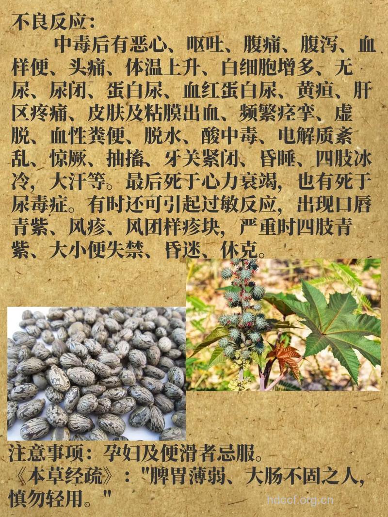 蓖麻子为什么不能吃