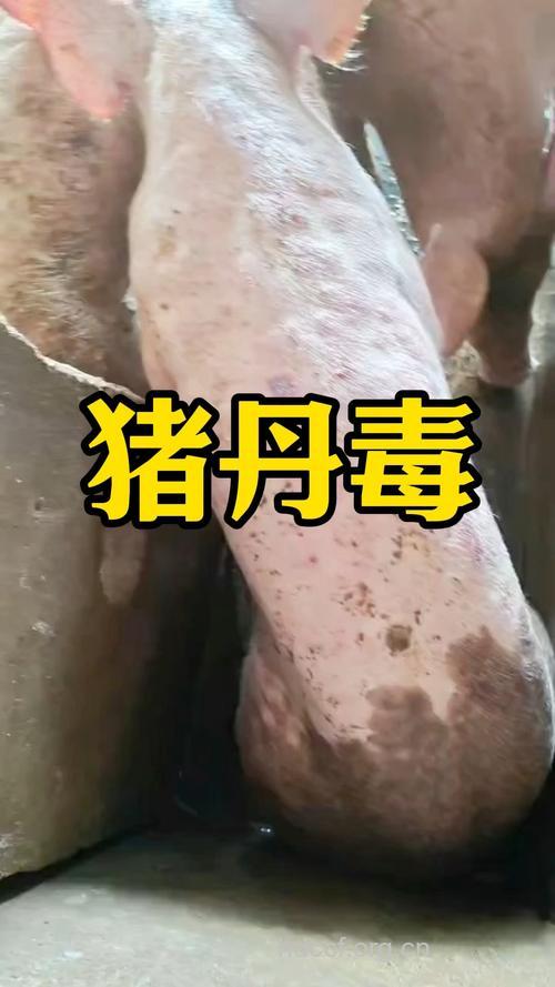 猪蓖麻子中毒的症状
