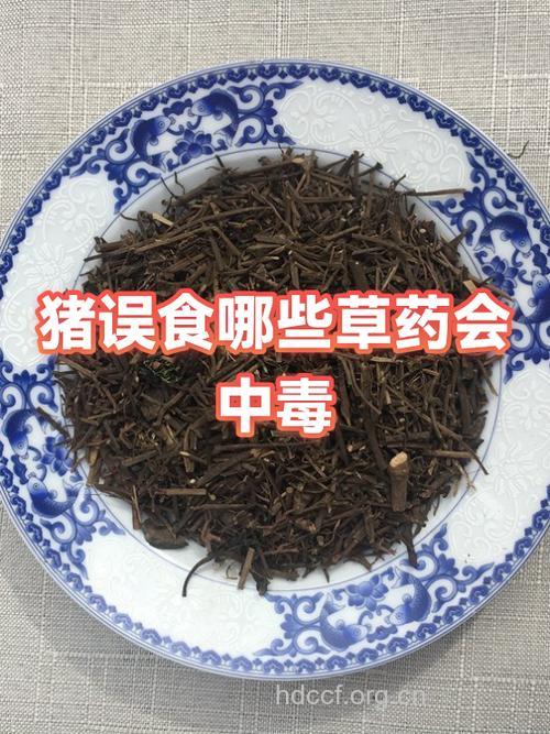 猪蓖麻子中毒防治措施