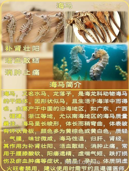 补肾益精 海马功效大全推荐