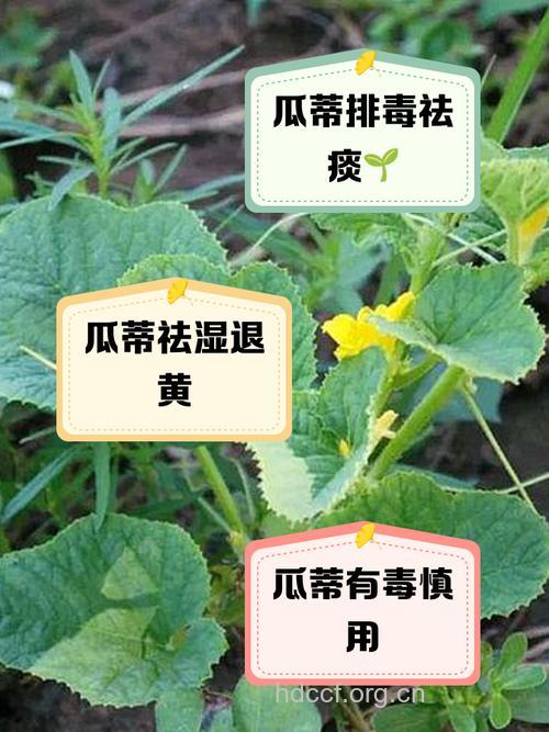 瓜蒂散可用于农药中毒救急