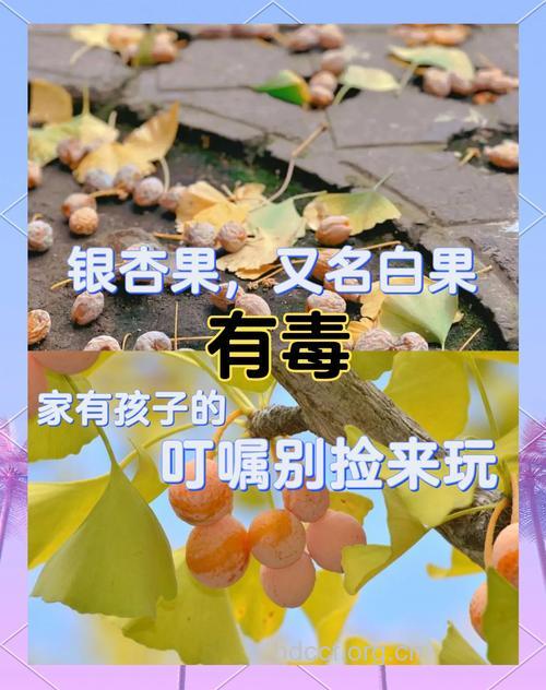 银杏（白果）中毒的判断