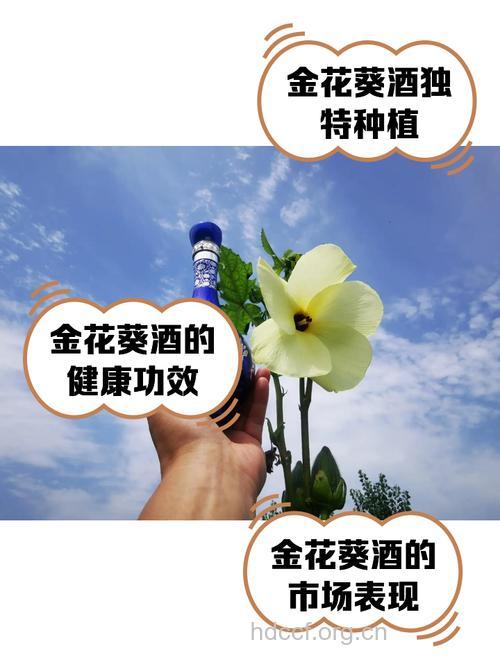 葵花酒在中医上的运用
