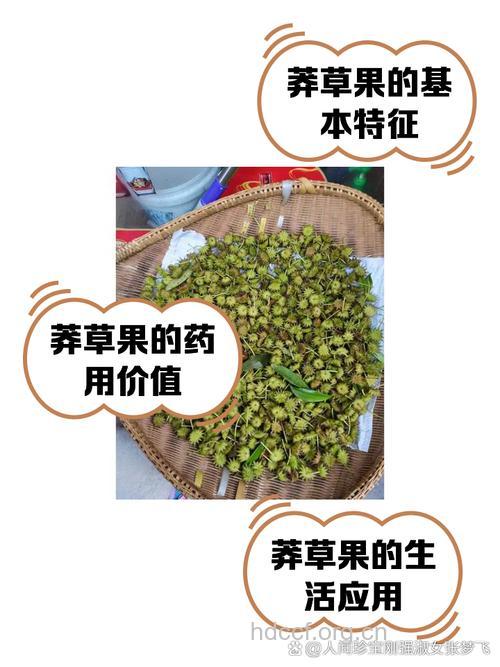 莽草子中毒后怎么办?